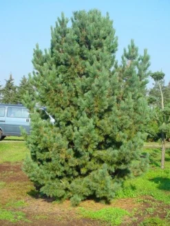 Alpenden (Pinus Cembra) -Goedkope DirectPlant winkel 20101221111011 10