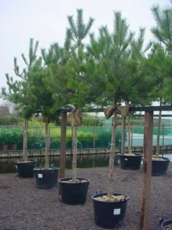 Oostenrijkse Den Als Boom (Pinus Nigra Nigra) -Goedkope DirectPlant winkel 20101221121144 16