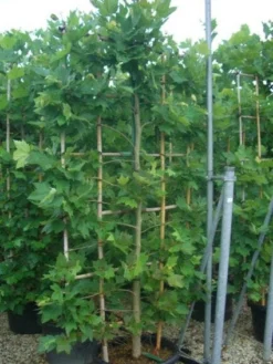 Plataan Als Leivorm (Platanus Hispanica) -Goedkope DirectPlant winkel 20101221145030 2