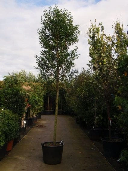 Portugese Laurier Als Boom (Prunus Lusitanica 'Angustifolia') 2 Portugese Laurier Als Boom (Prunus Lusitanica 'Angustifolia') - Afbeelding 2