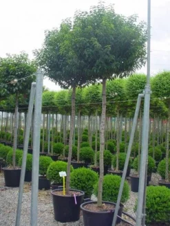 Goedkope DirectPlant winkel 33 Portugese Laurier Als Boom (Prunus Lusitanica)