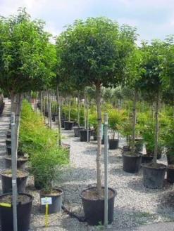 Portugese Laurier Op Stam (Prunus Lusitanica 'Angustifolia') -Goedkope DirectPlant winkel 20101221164022 5 1