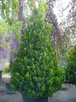 Portugese Laurier, Piramide (Prunus Lusitanica ) -Goedkope DirectPlant winkel 20101221164936 8