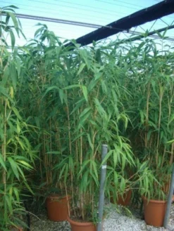 Bamboe (Pseudosasa Japonica) -Goedkope DirectPlant winkel 20101224133625 11