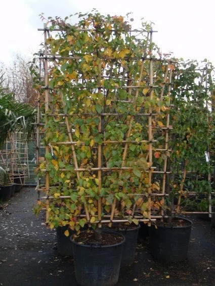 Sierpeer Als Leivorm (Pyrus Calleryana 'Chanticleer) 2 Sierpeer Als Leivorm (Pyrus Calleryana 'Chanticleer) - Afbeelding 2