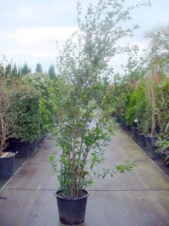 Steeneik Als Struik (Quercus Ilex) -Goedkope DirectPlant winkel 20101224154115 12