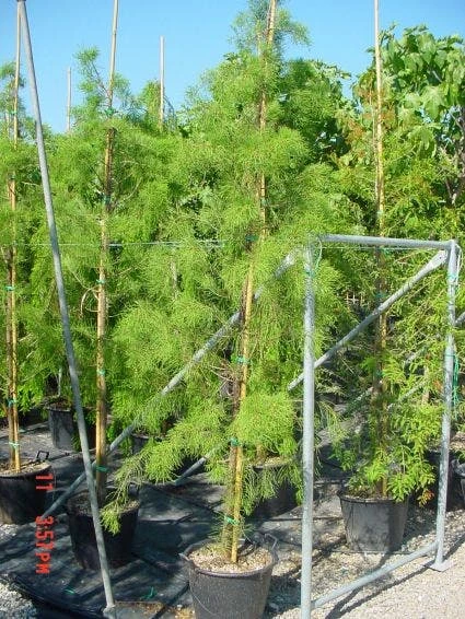 Moerascipres (Taxodium Distichum 'Nutans') 1 Moerascipres (Taxodium Distichum 'Nutans')