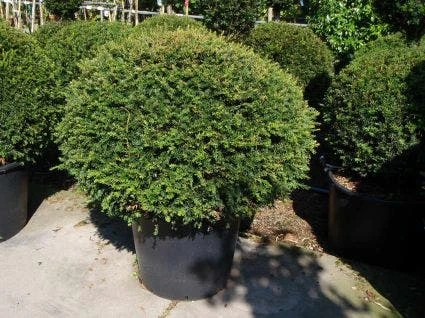 Taxusbol (Taxus Baccata) 2 Taxusbol (Taxus Baccata) - Afbeelding 2