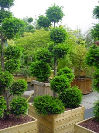 Taxus Als Bonsai (Taxus Baccata) 4 Taxus Als Bonsai (Taxus Baccata) - Afbeelding 4