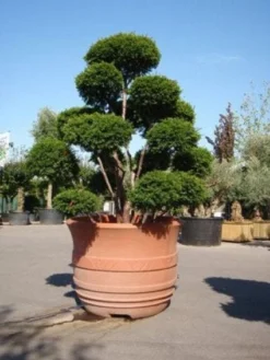 Taxus Als Bonsai (Taxus Baccata) -Goedkope DirectPlant winkel 20101230131827 1