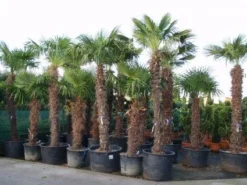 Winterharde Palm (Trachycarpus Fortunei) -Goedkope DirectPlant winkel 20101231135206 14
