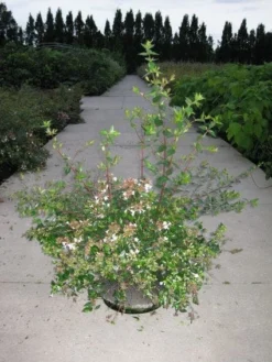 Abelia (Abelia Grandiflora) -Goedkope DirectPlant winkel 20110214170632 9