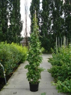 Sierkiwi (Actinidia Kolomikta) -Goedkope DirectPlant winkel 20110215154225 2