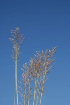 Diamantgras (Calamagrostis Brachytricha)