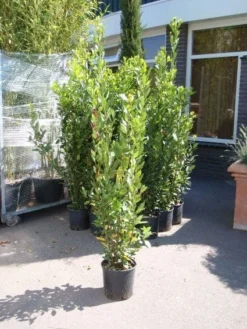 Echte Laurier (Laurus Nobilis) -Goedkope DirectPlant winkel 20110822165109 10