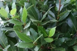 Echte Laurier Op Stam (Laurus Nobilis) -Goedkope DirectPlant winkel 20110822170724 4