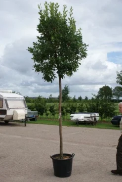 Aardbeiboom (Arbutus Unedo) 6 Aardbeiboom (Arbutus Unedo) -Goedkope DirectPlant winkel 20110822171531 4