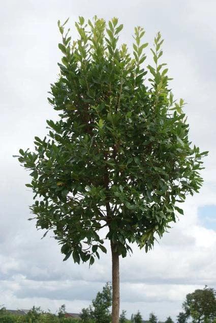 Aardbeiboom (Arbutus Unedo) 2 Aardbeiboom (Arbutus Unedo) - Afbeelding 2