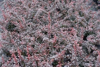 Zuurbes (Berberis Thunbergii 'Atropurpurea') 2 Zuurbes (Berberis Thunbergii 'Atropurpurea') - Afbeelding 2