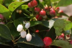 Bergthee / Patrijzenbes (Gaultheria Procumbens) -Goedkope DirectPlant winkel 20111029153448 2