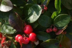 Bergthee / Patrijzenbes (Gaultheria Procumbens) -Goedkope DirectPlant winkel 20111029153507 2