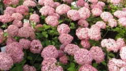 Hortensia (Hydrangea 'Pink Annabelle') -Goedkope DirectPlant winkel 20111219093740 1