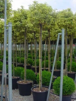 Bontbladige Olijfwilg Als Boom (Elaeagnus Ebbingei 'Gilt Edge')