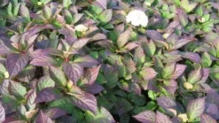 Hortensia (Hydrangea 'Preziosa') -Goedkope DirectPlant winkel 20120110135240 2