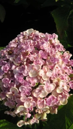 Seringhortensia (Hydrangea Macrophylla 'Ayesha') -Goedkope DirectPlant winkel 20120202134624 2 1