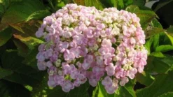 Seringhortensia (Hydrangea Macrophylla 'Ayesha') -Goedkope DirectPlant winkel 20120202134706 2