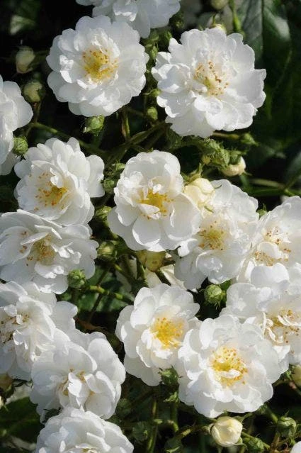 Miniklimroos (Rosa 'Guirlande D'Amour') 1 Miniklimroos (Rosa 'Guirlande D'Amour')