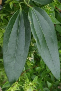 Bosrank, Groenblijvend (Clematis Armandii) -Goedkope DirectPlant winkel 20120211132337 5