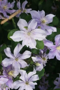 Bosrank (Clematis 'Justa') -Goedkope DirectPlant winkel 20120211142234 1
