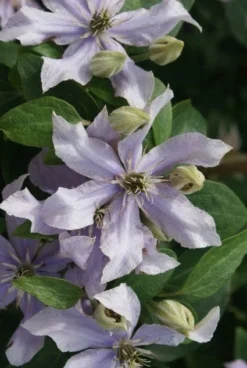 Bosrank (Clematis 'Justa') -Goedkope DirectPlant winkel 20120211142323 1