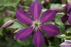 Bosrank (Clematis 'Mikelite') -Goedkope DirectPlant winkel 20120211142737 1