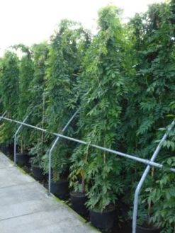 Blauwe Regen (Wisteria Sinensis) 13 Blauwe Regen (Wisteria Sinensis) -Goedkope DirectPlant winkel 20120213094040 13