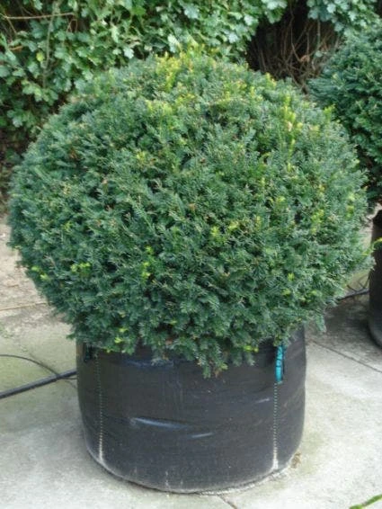 Taxusbol (Taxus Baccata) 1 Taxusbol (Taxus Baccata)