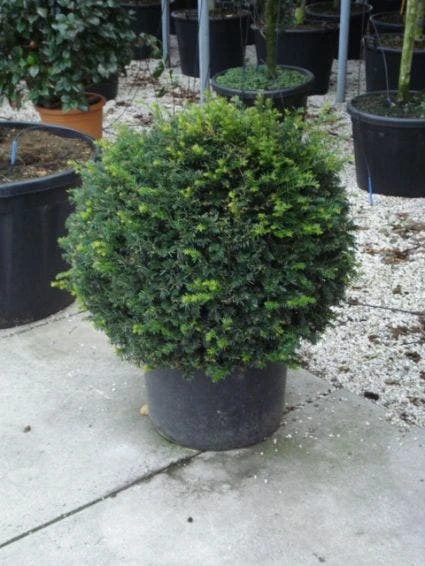 Taxusbol (Taxus Baccata) 4 Taxusbol (Taxus Baccata) - Afbeelding 4