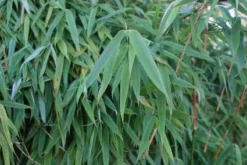 Niet Woekerende Bamboe (Fargesia Murieliae 'Simba') -Goedkope DirectPlant winkel 20120213125522 6