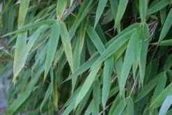 Niet Woekerende Bamboe (Fargesia 'Great Wall') -Goedkope DirectPlant winkel 20120213125547 7