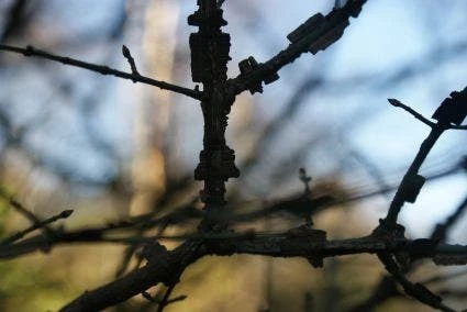 Kardinaalshoed (Euonymus Alatus) 10 Kardinaalshoed (Euonymus Alatus) - Afbeelding 10