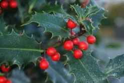Gewone Hulst (Ilex Aquifolium) -Goedkope DirectPlant winkel 20120213133540 12 1