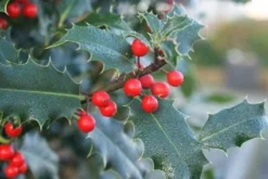 Gewone Hulst (Ilex Aquifolium) -Goedkope DirectPlant winkel 20120213133607 12 1