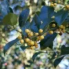 Hulst (Ilex Aquifolium 'Bacciflava')