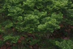 Goedkope DirectPlant winkel -Goedkope DirectPlant winkel 20120213143635 5 1