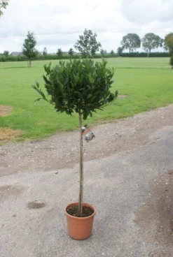 Echte Laurier Op Stam (Laurus Nobilis) -Goedkope DirectPlant winkel 20120213163018 4