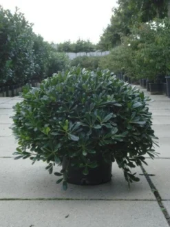 Australische Laurier (Pittosporum Tobira 'Nanum') -Goedkope DirectPlant winkel 20120213163910 8