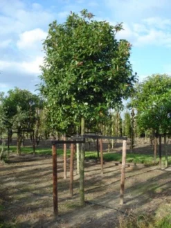 Glansmispel Als Boom (Photinia Fraseri 'Red Robin') 15 Glansmispel Als Boom (Photinia Fraseri 'Red Robin') -Goedkope DirectPlant winkel 20120214125941 9