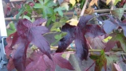 Amberboom Als Leivorm (Liquidambar Styraciflua 'Worplesdon') -Goedkope DirectPlant winkel 20120214135312 2