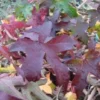 Amberboom Als Leivorm (Liquidambar Styraciflua 'Worplesdon')